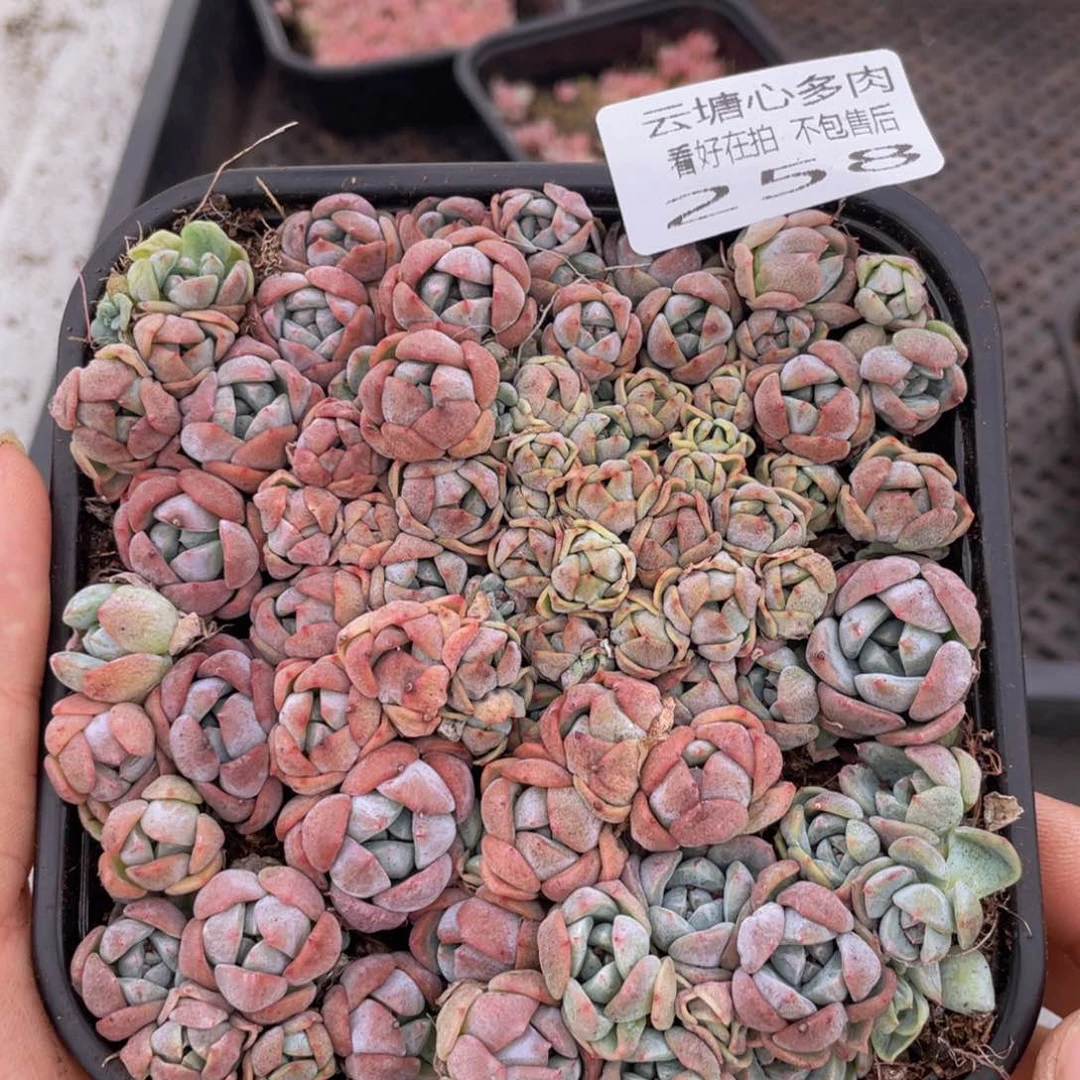 云糖心多肉植物258