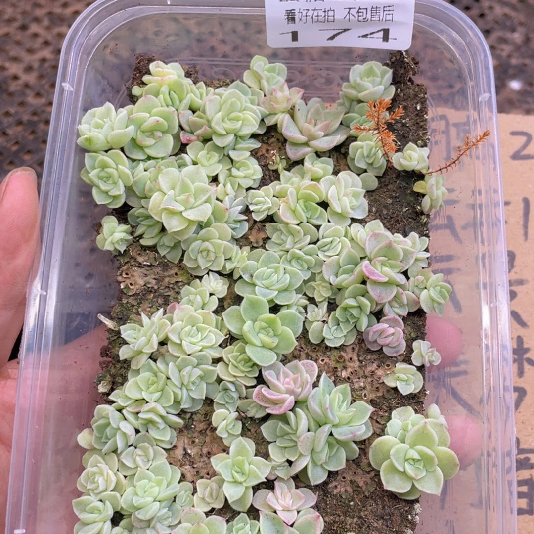 云糖心多肉植物174