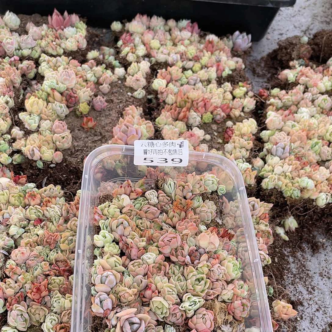 云糖心多肉植物539