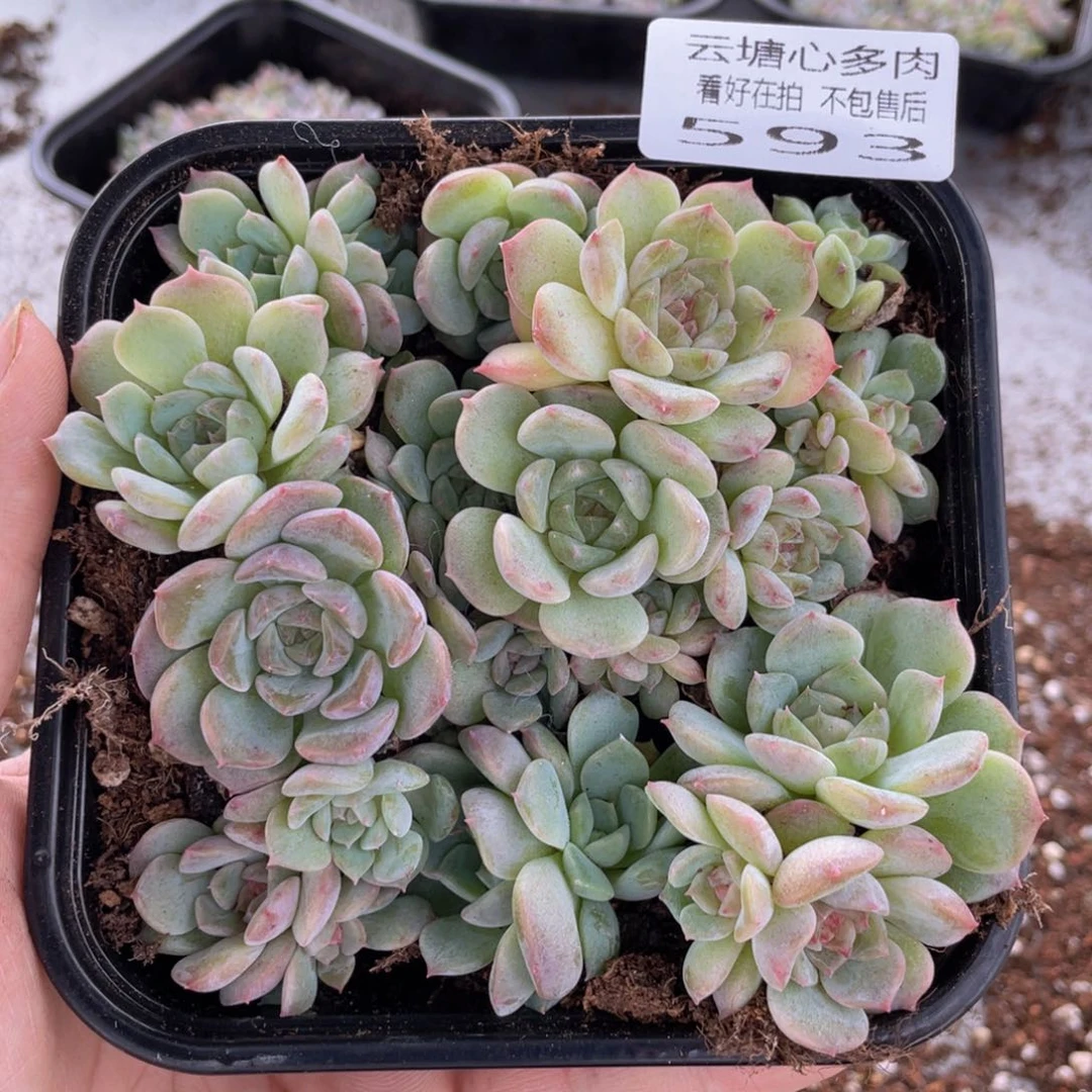 云糖心多肉植物593