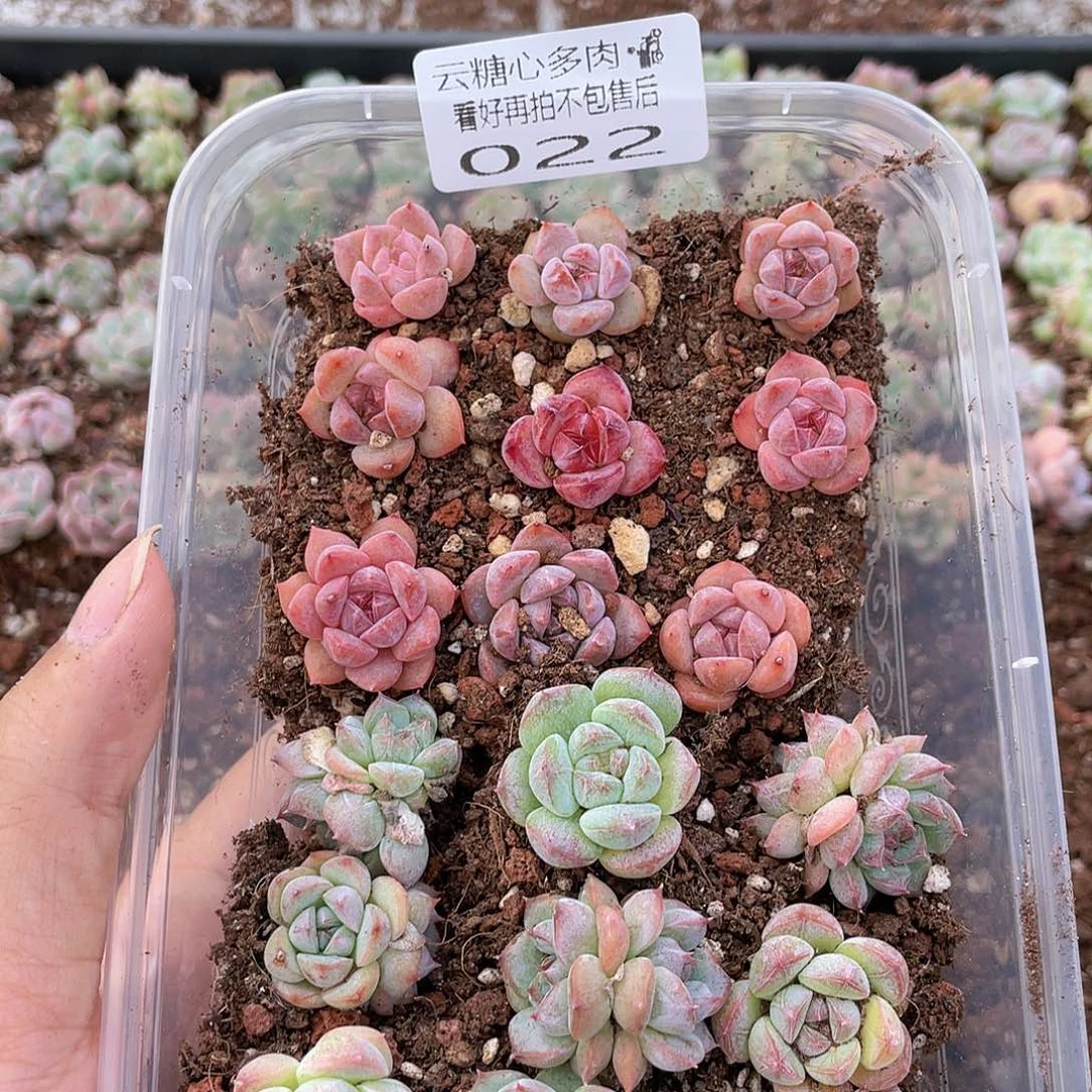 云糖心多肉植物22