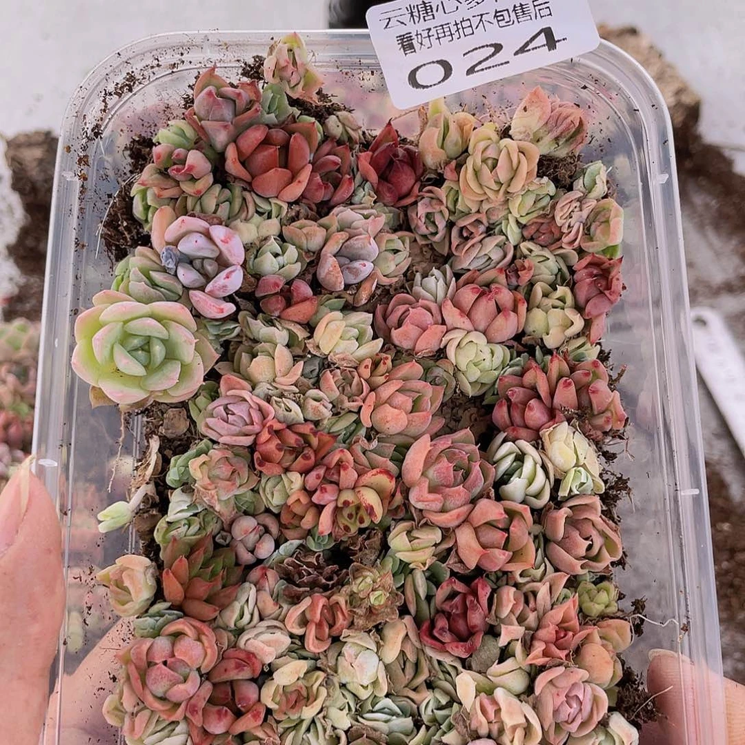云糖心多肉植物24