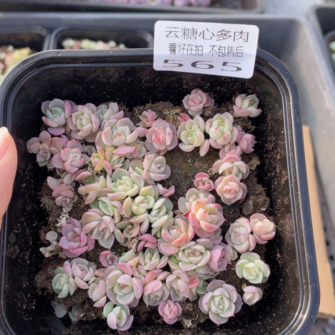 云糖心多肉植物565