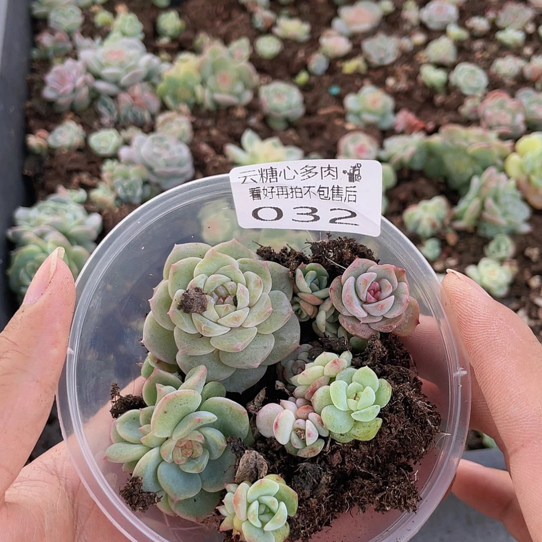 云糖心多肉植物32
