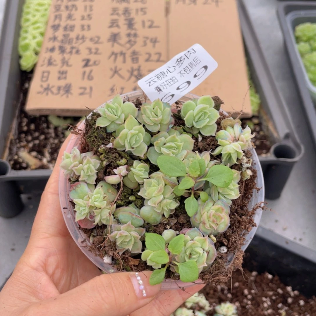 云糖心多肉植物699