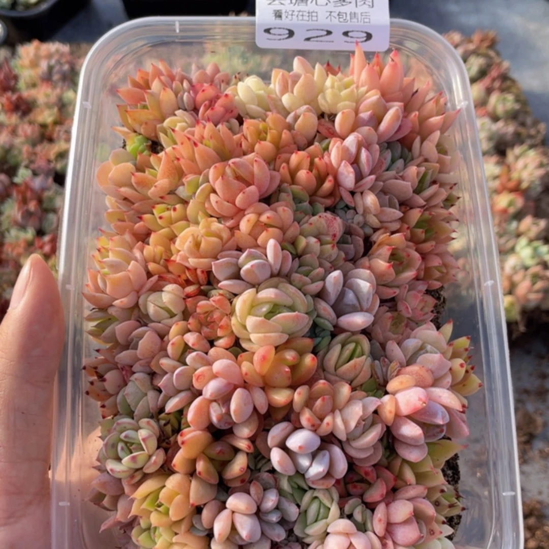 云糖心多肉植物929