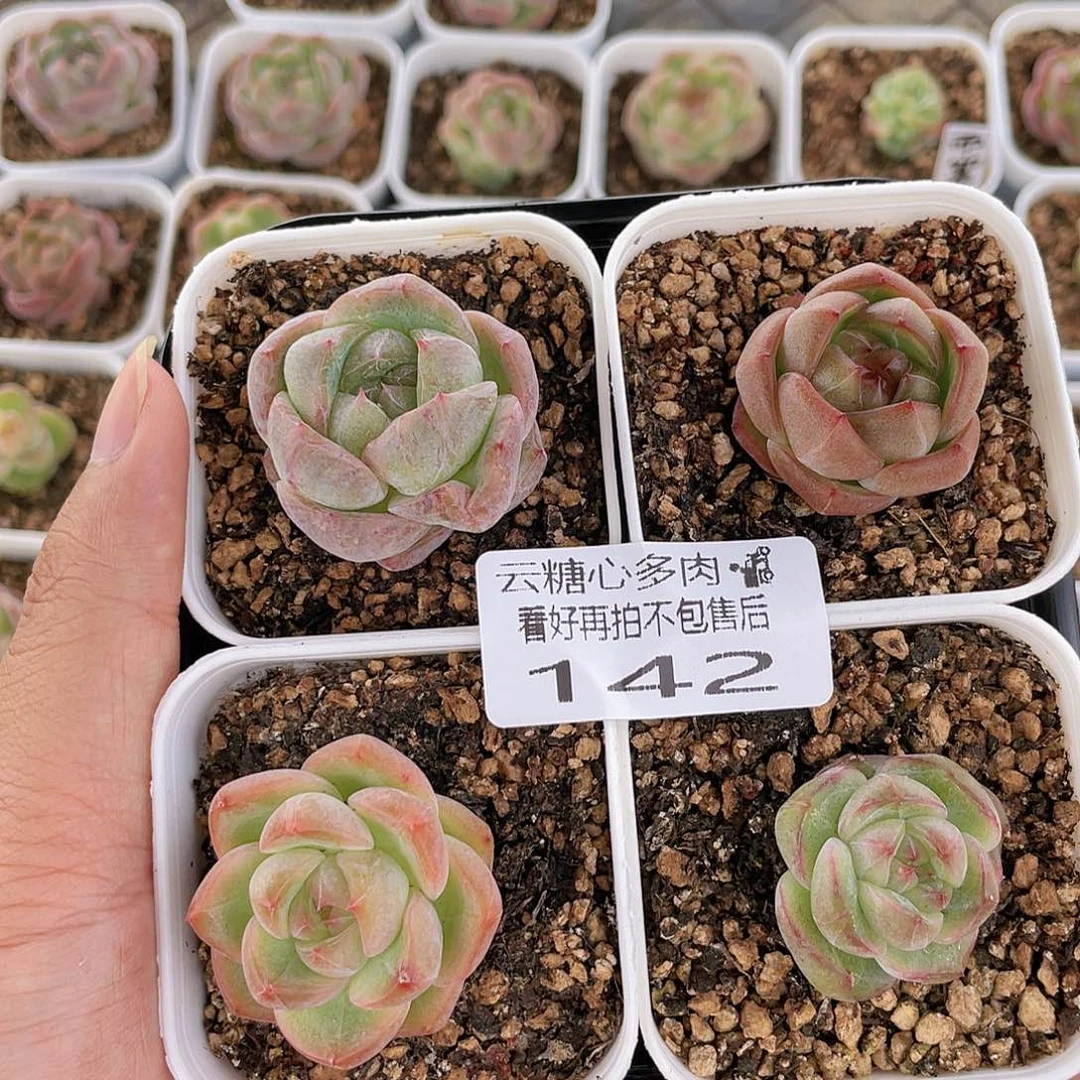 云糖心多肉植物142