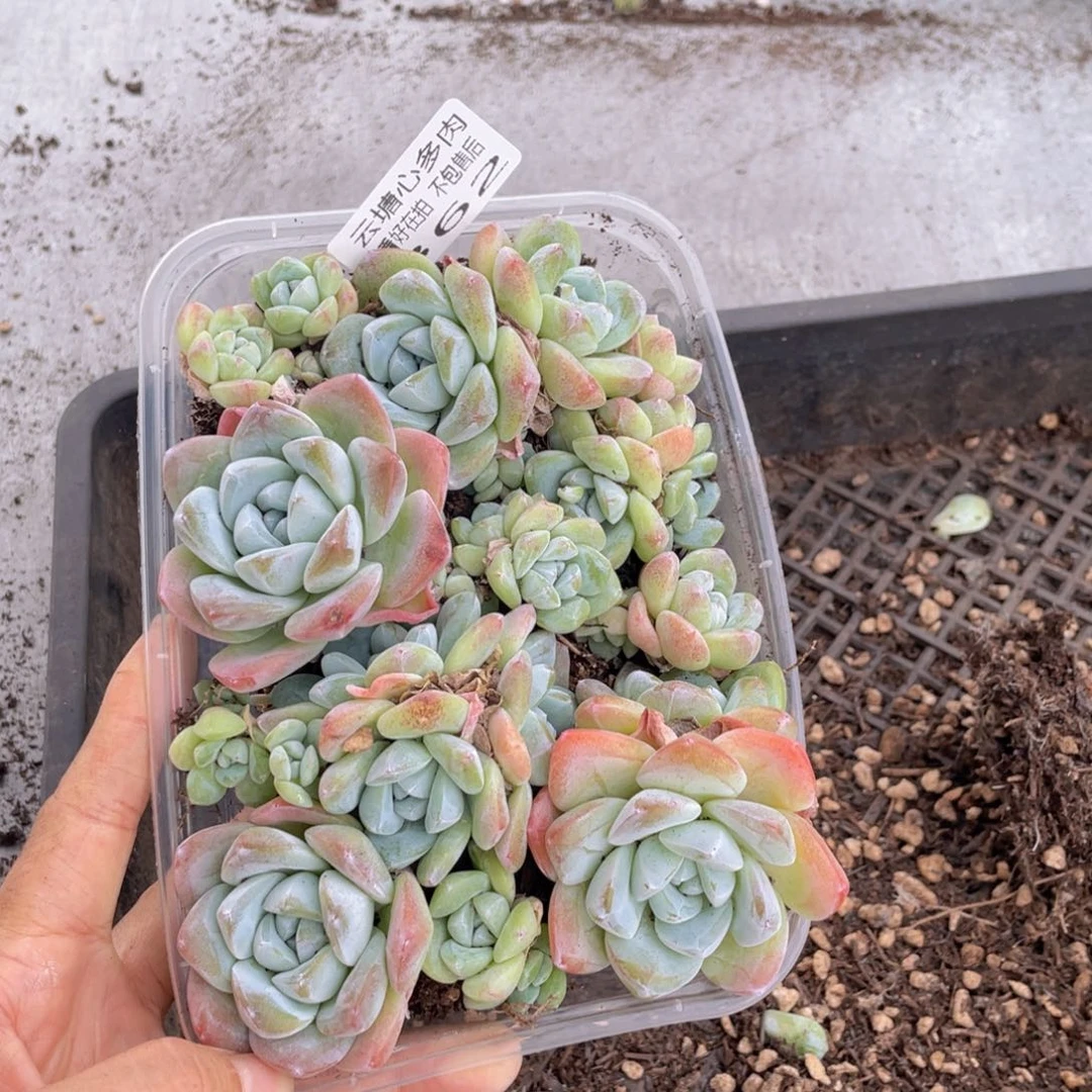 云糖心多肉植物362