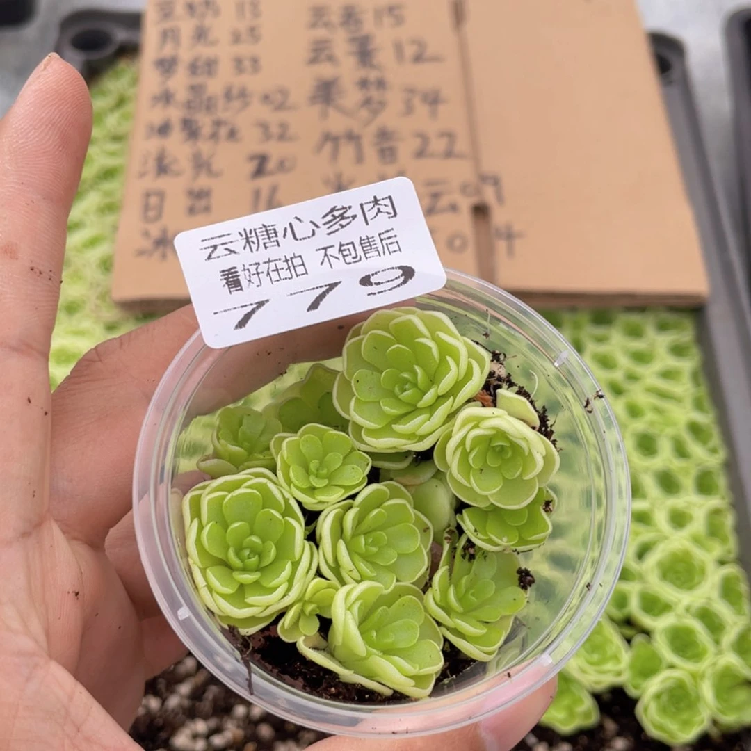 云糖心多肉植物779