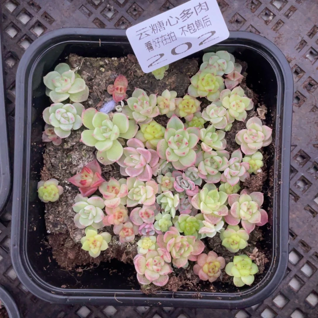 云糖心多肉植物202