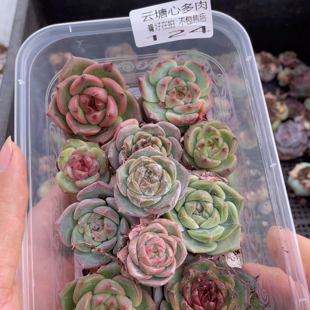 云糖心多肉植物124