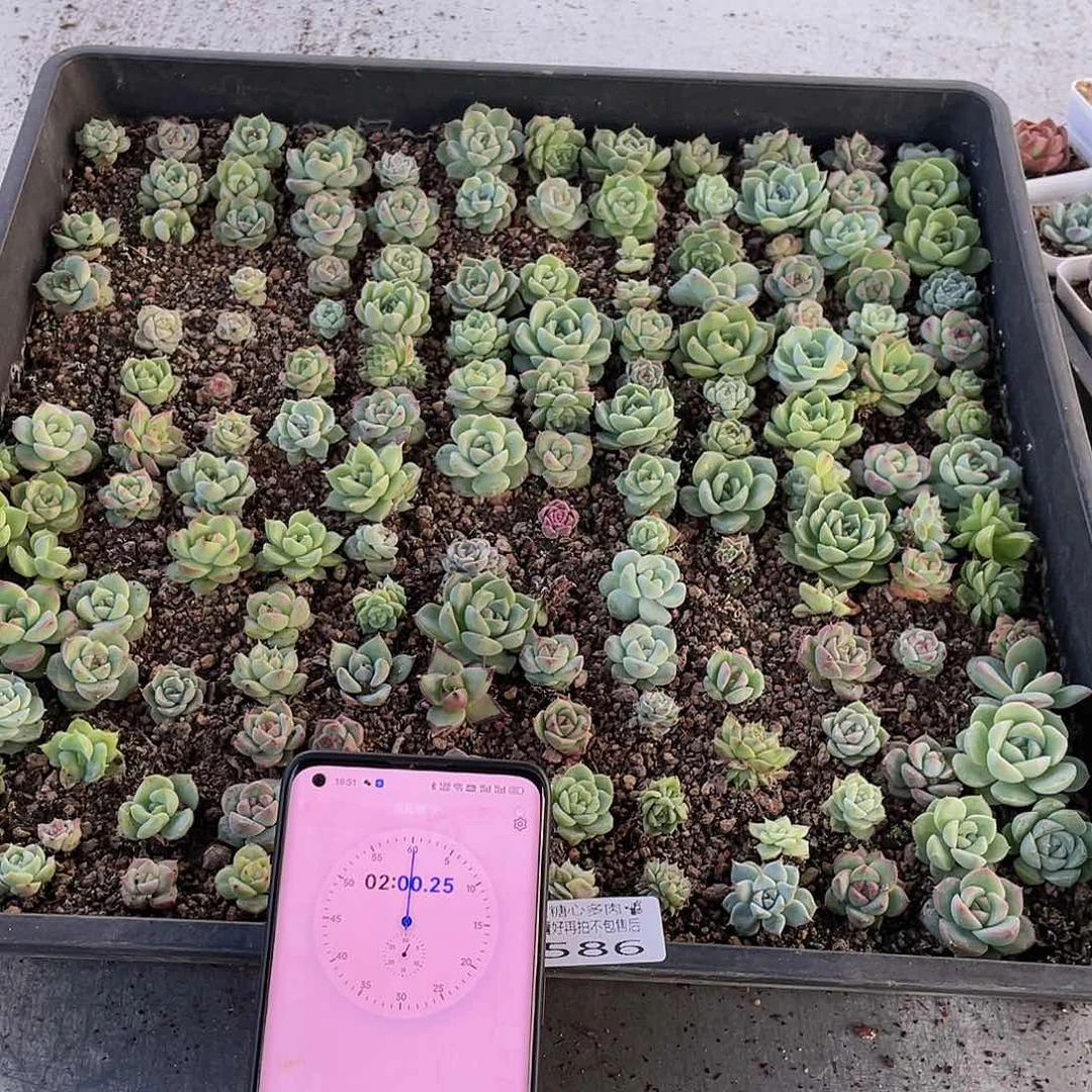 妍*云糖心多肉植物586