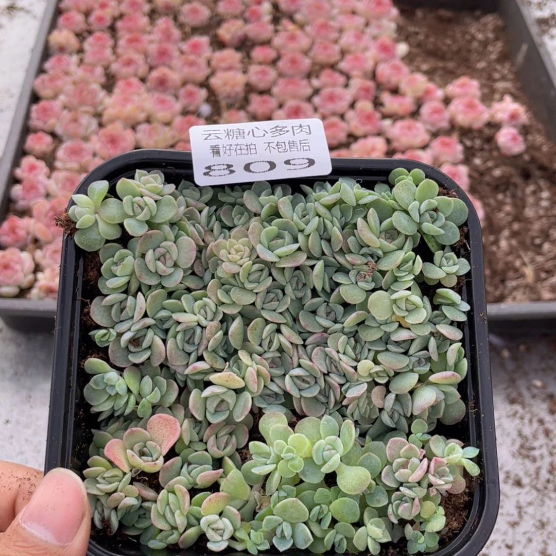 云糖心多肉植物809