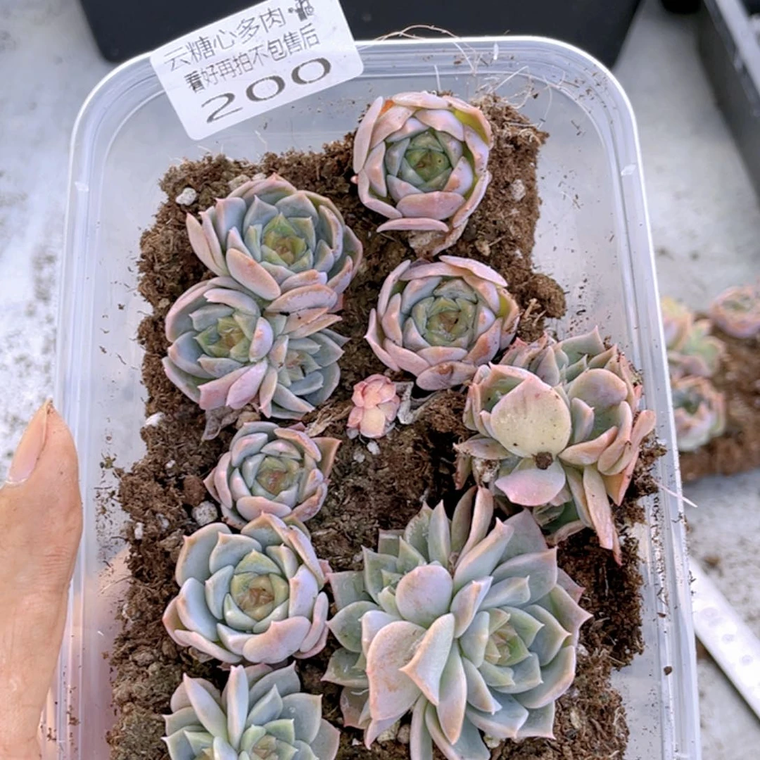 云糖心多肉植物200