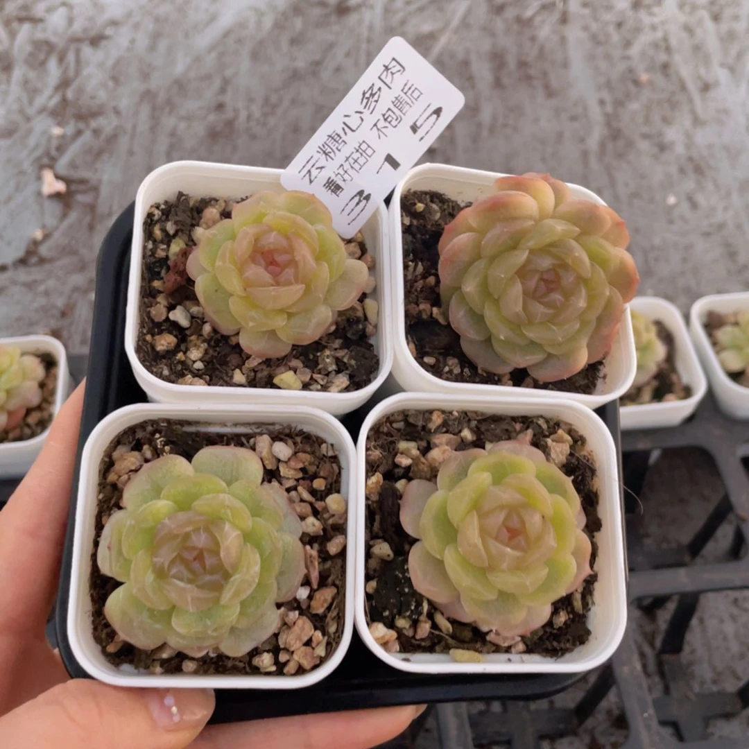 云糖心多肉植物315