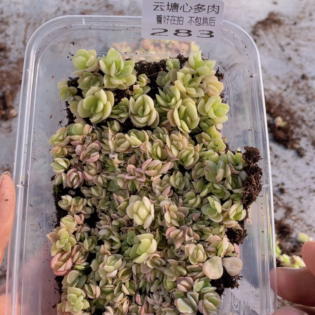 云糖心多肉植物283
