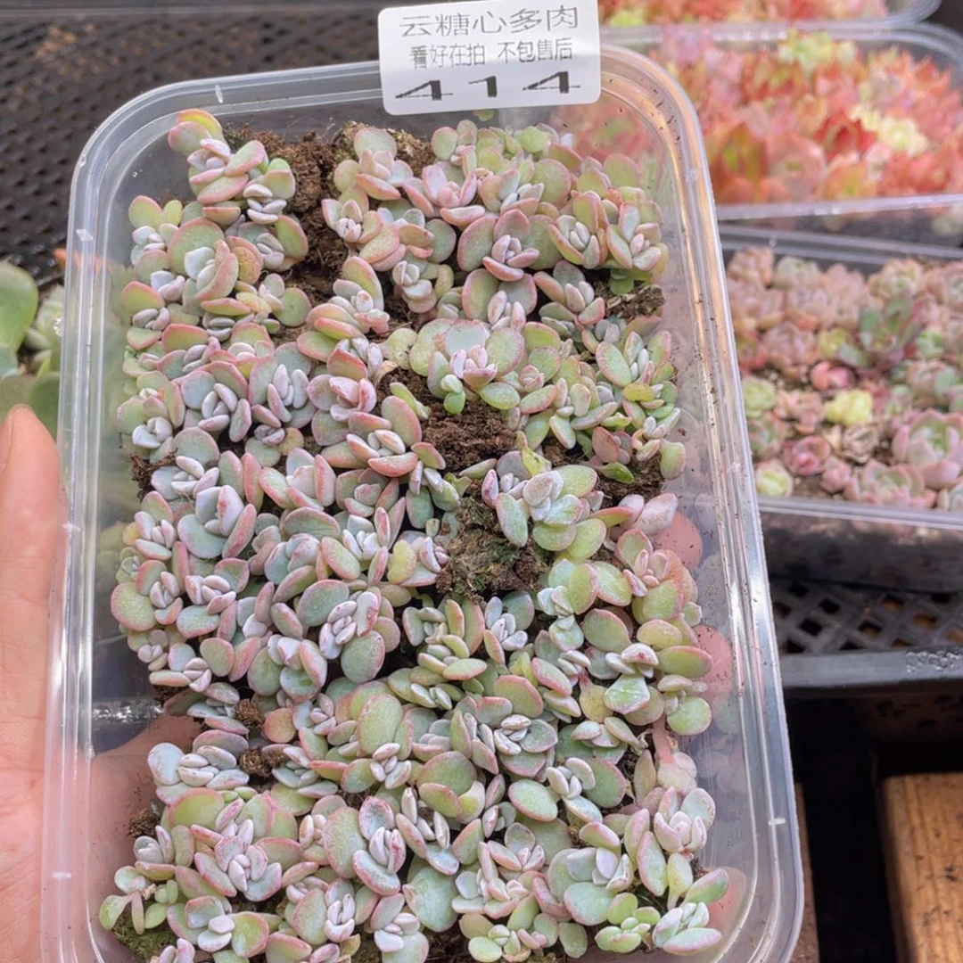 云糖心多肉植物414