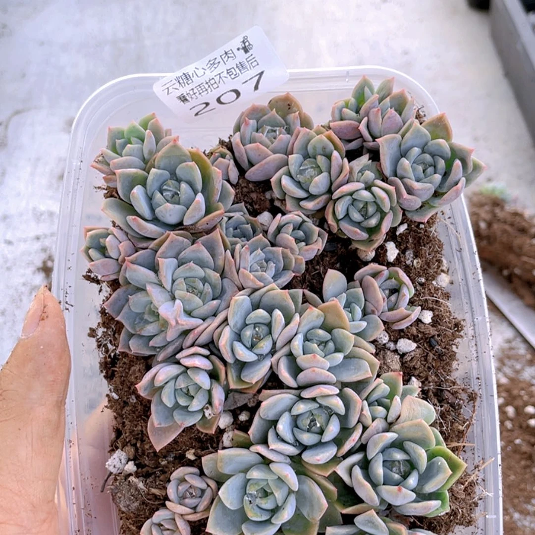 云糖心多肉植物207