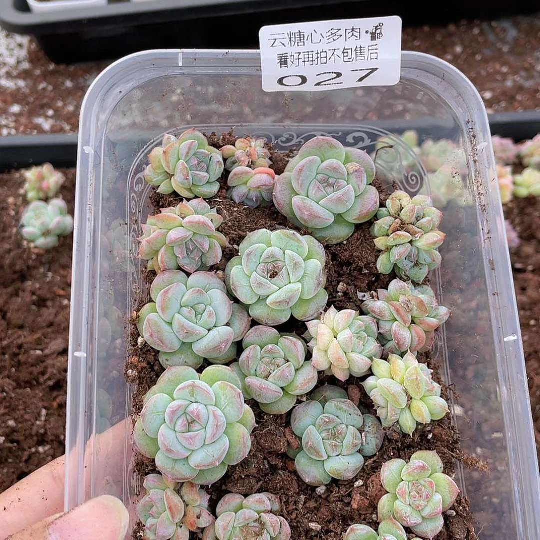 云糖心多肉植物27
