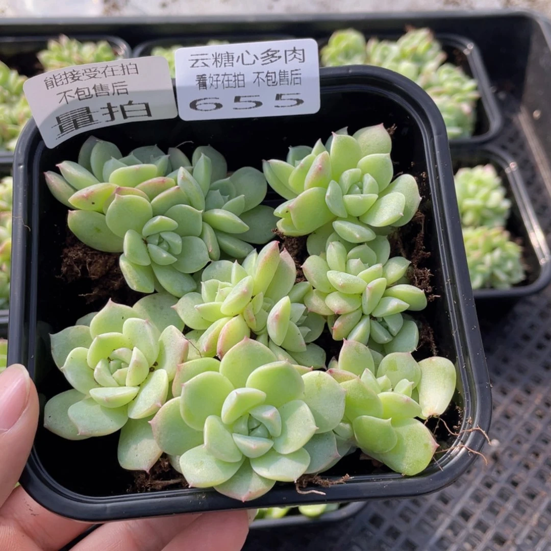 云糖心多肉植物655