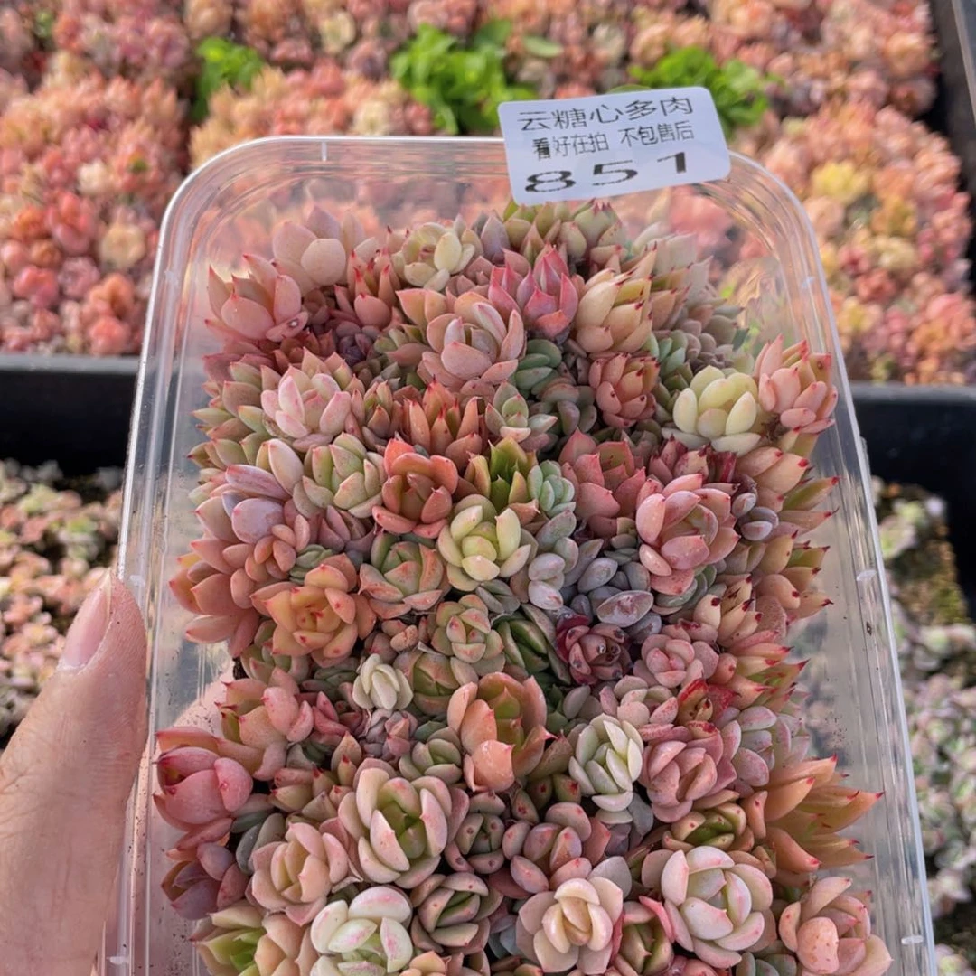 云糖心多肉植物851