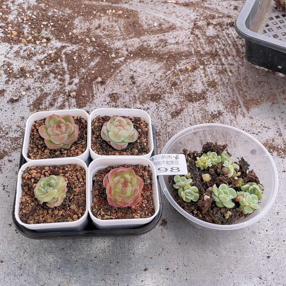云糖心多肉植物198