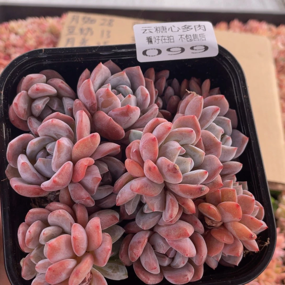 云糖心多肉植物99