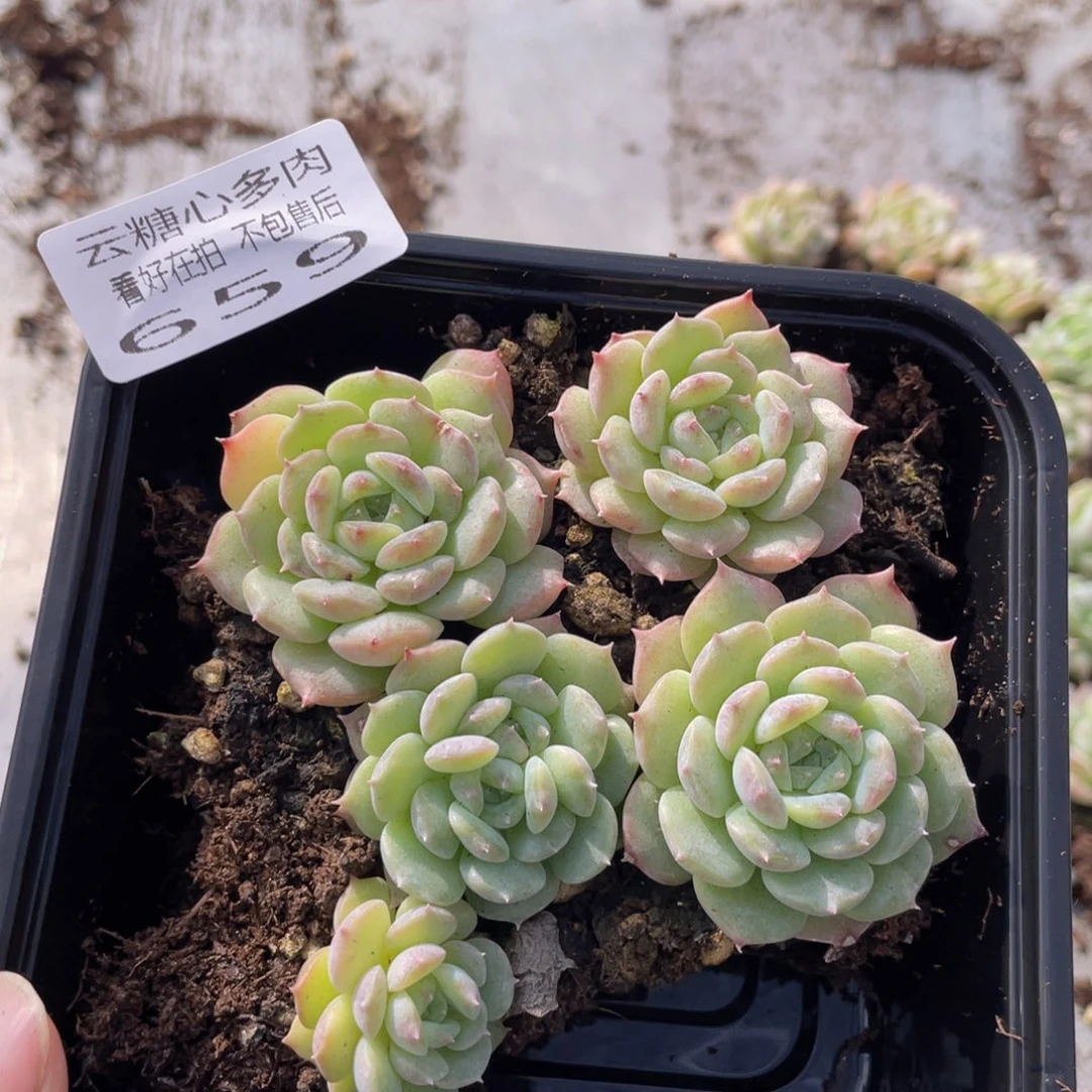 云糖心多肉植物659