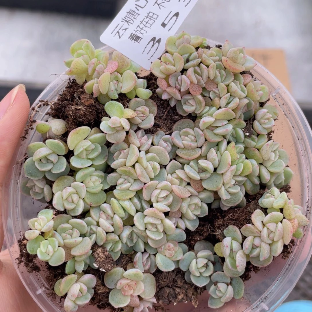 云糖心多肉植物353