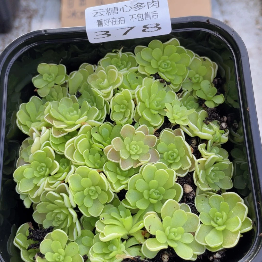 木*云糖心多肉植物378