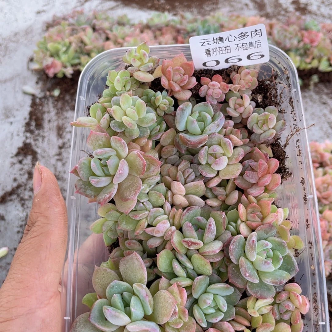 云糖心多肉植物66