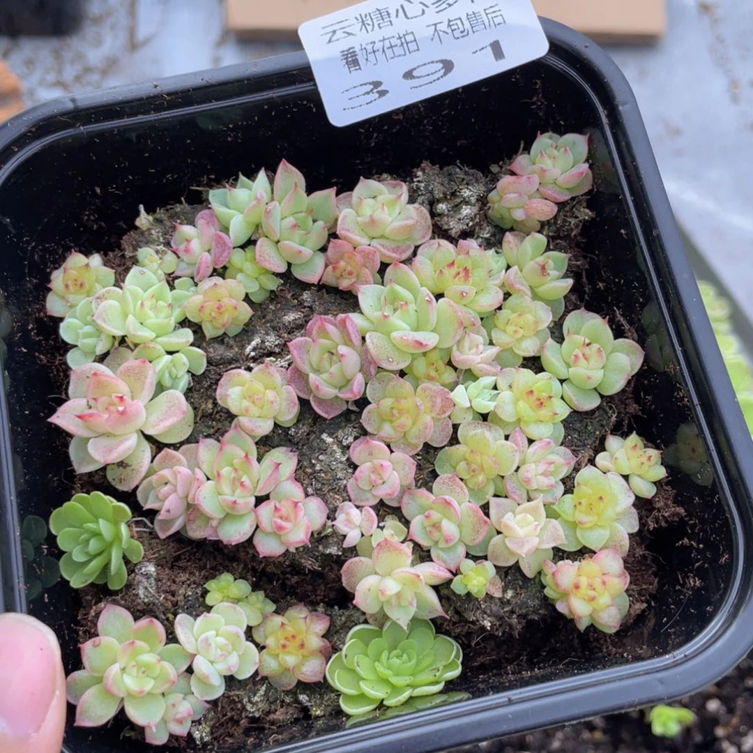 君****)云糖心多肉植物391