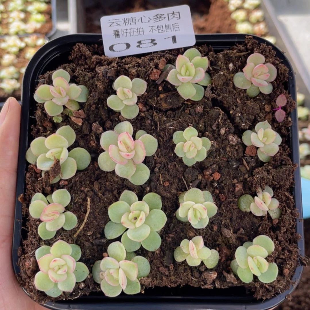 云糖心多肉植物81