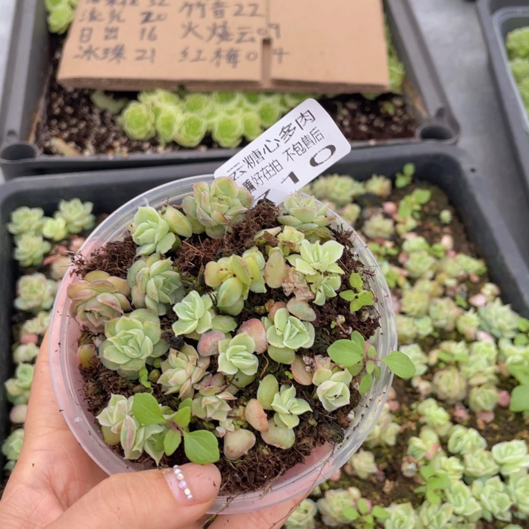 云糖心多肉植物710