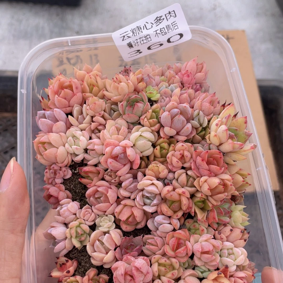 云糖心多肉植物360