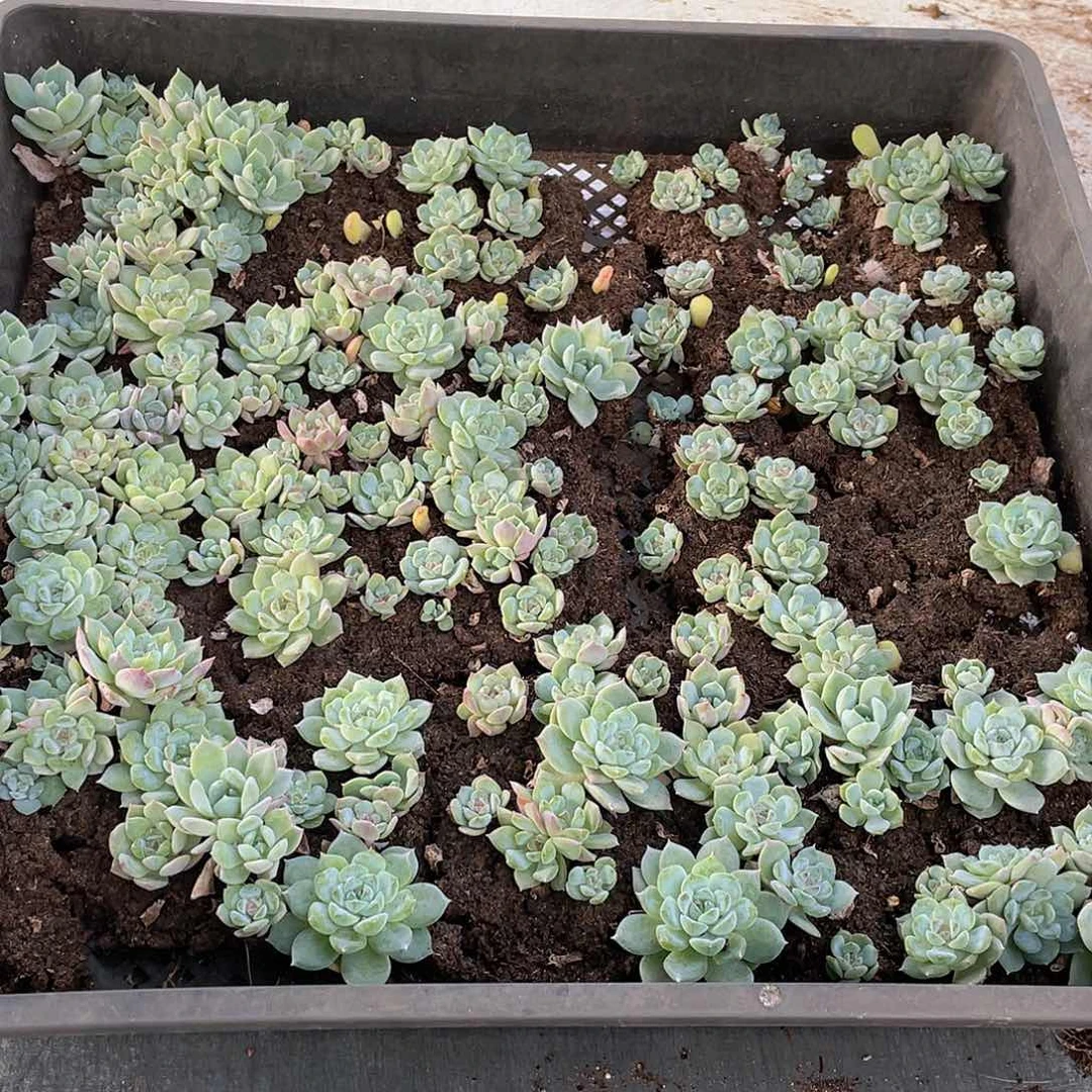 迷**?云糖心多肉植物490