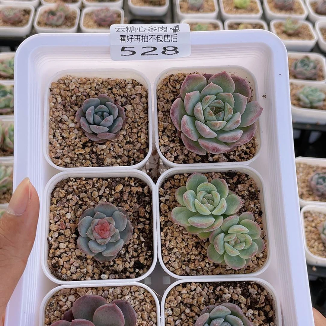 云糖心多肉植物528