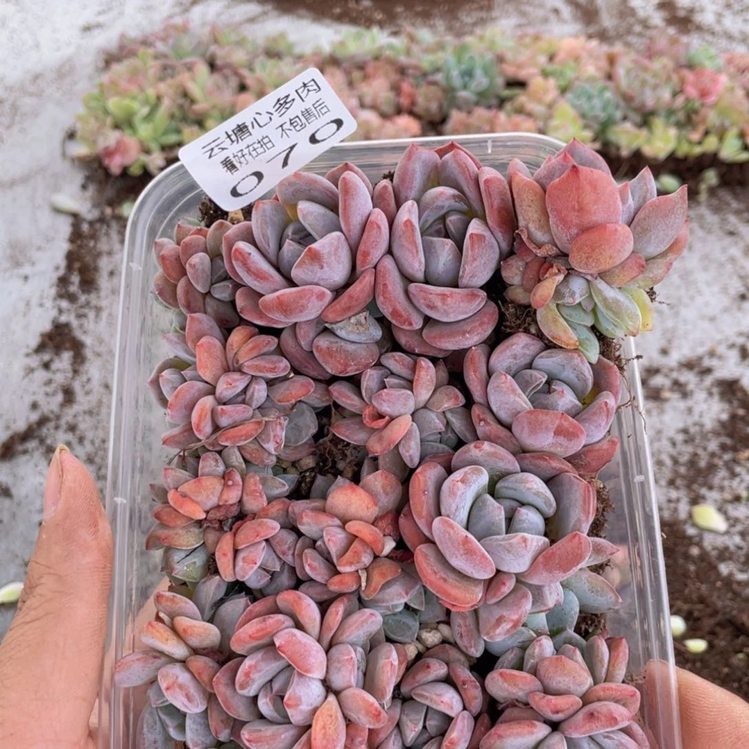 云糖心多肉植物70