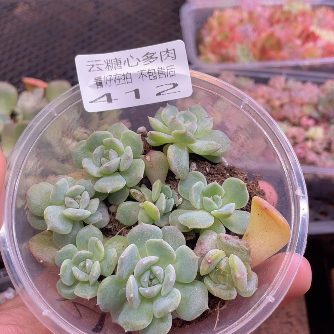 云糖心多肉植物412