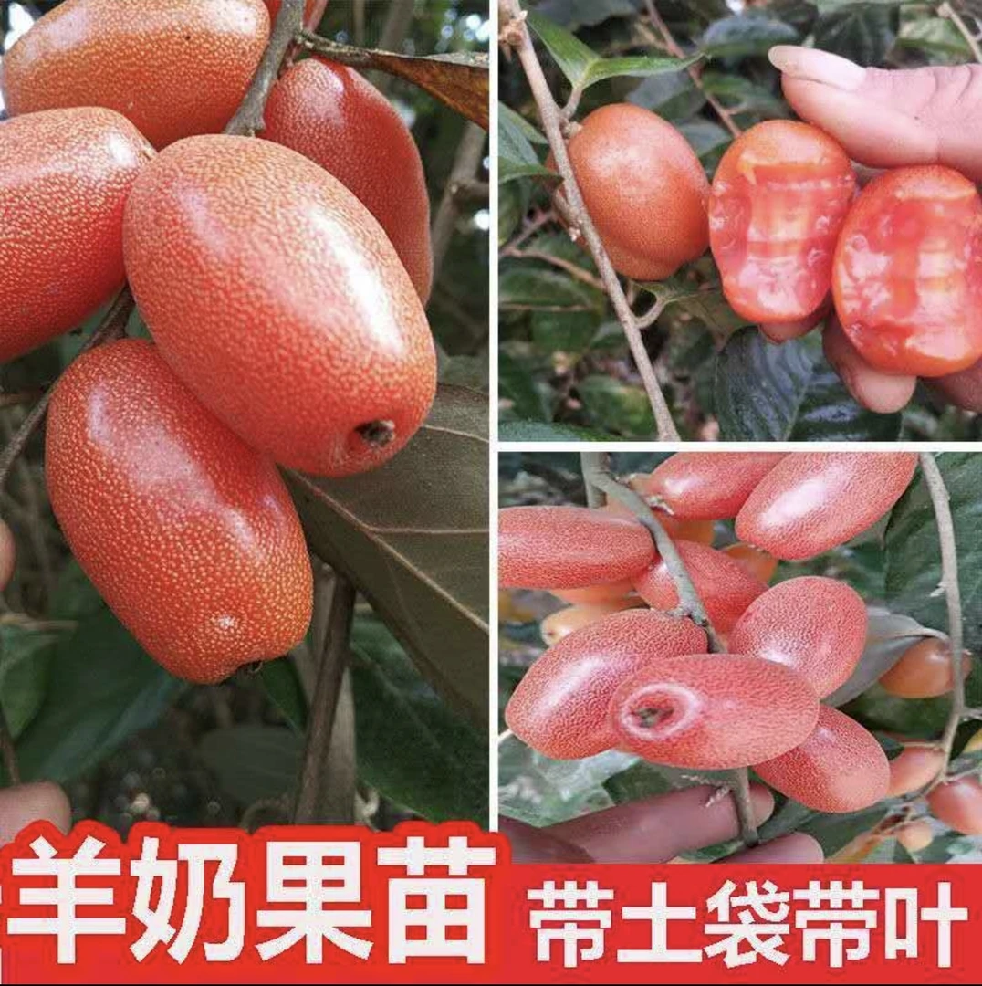 德甜二号纯甜羊奶果高产营养杯苗