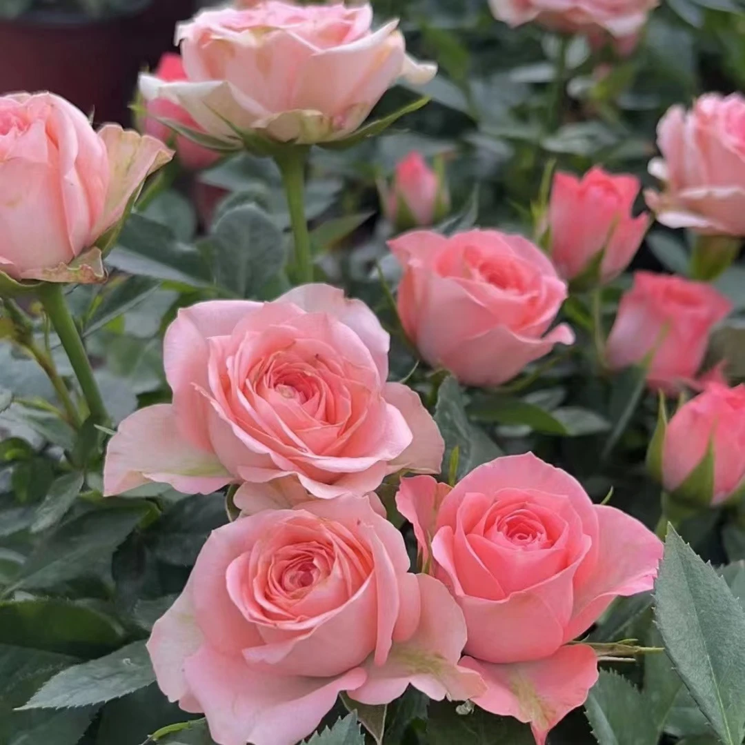 一加仑造型【 仙度瑞拉棒棒糖】四季开花月季庭院阳台盆栽观赏花卉