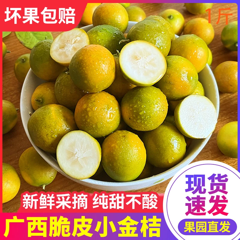 【现摘现发】广西融安脆皮金桔新鲜水果桔子当季甜脆冰糖滑皮金皮薄