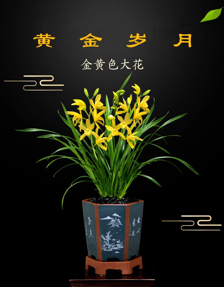 开花香气金黄大花黄金岁月源头基地种植发货室内阳台养好生长花卉