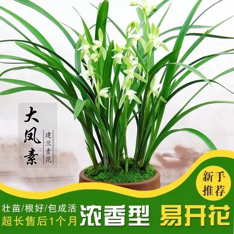 特价出售兰花苗大凤素建兰经典素心夏秋开花浓香型室内好养花卉