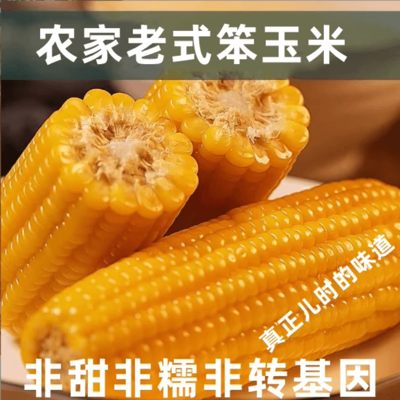 山东老式笨玉米老玉米加热蒸煮非转基因不甜不糯好吃营养真空包装