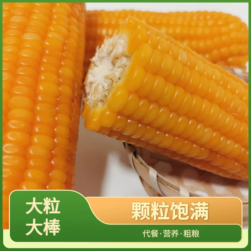 传统种植味道老玉米棒笨玉米颗粒饱满非甜味道口感好吃烧烤
