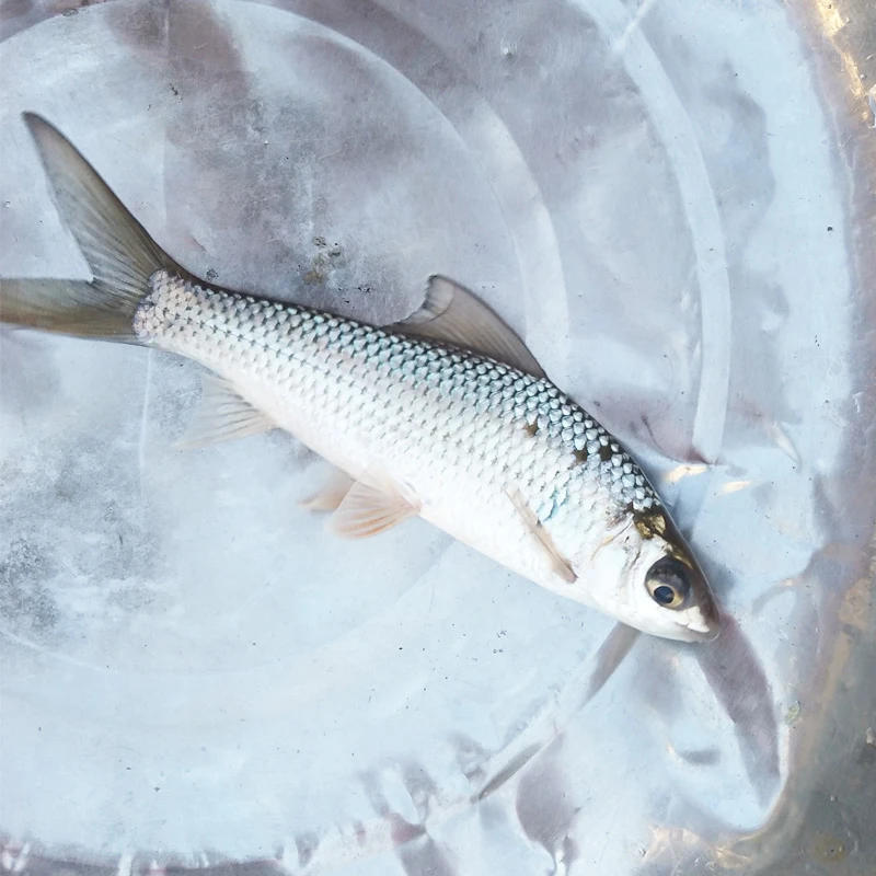 白鲮  土鲮  罐头鲮鱼