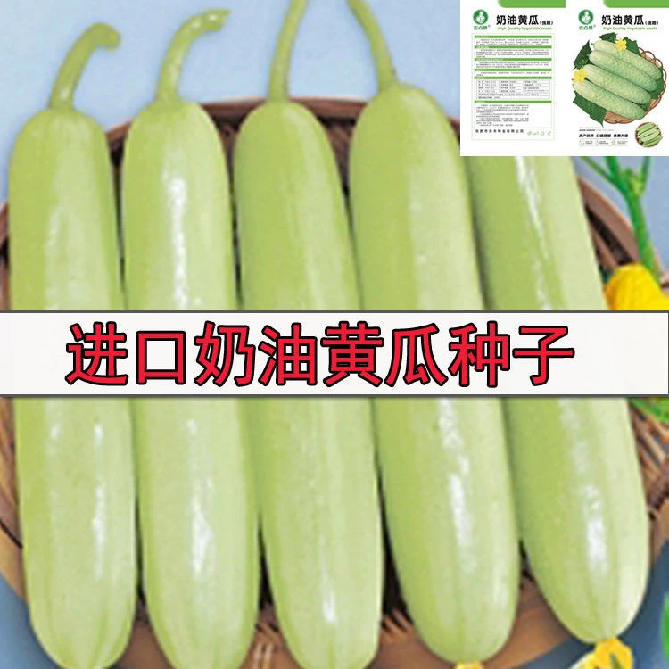 进口奶油白黄瓜种子白玉青瓜春秋四季播高产甜脆水果黄瓜蔬菜种籽