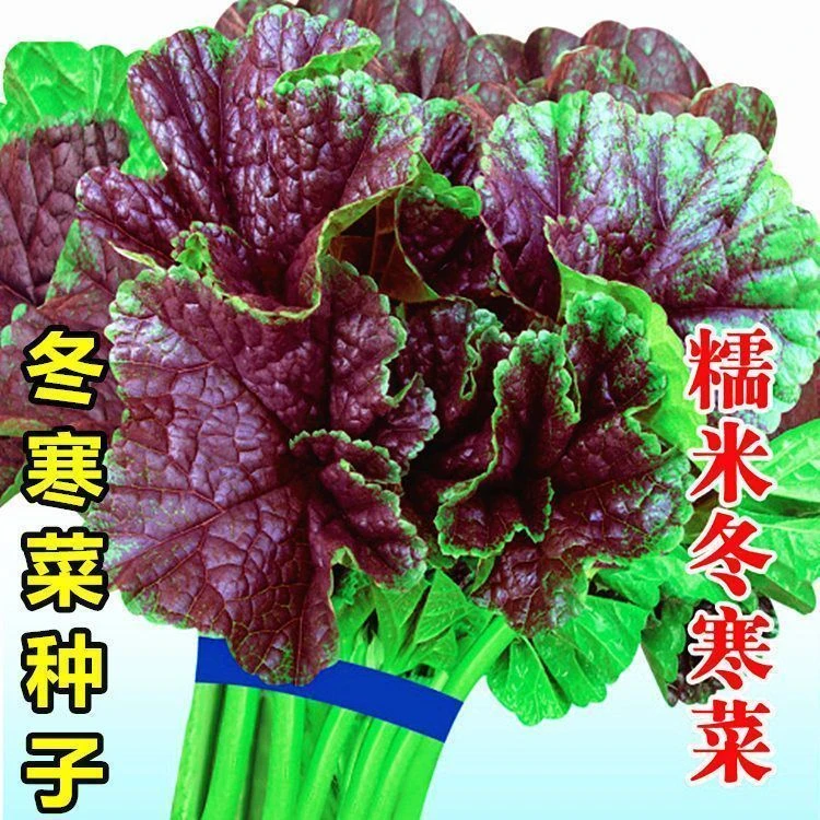 冬寒菜种籽湖南一年四季新品种耐寒秋冬季野菜种籽高钙菜蔬菜种子