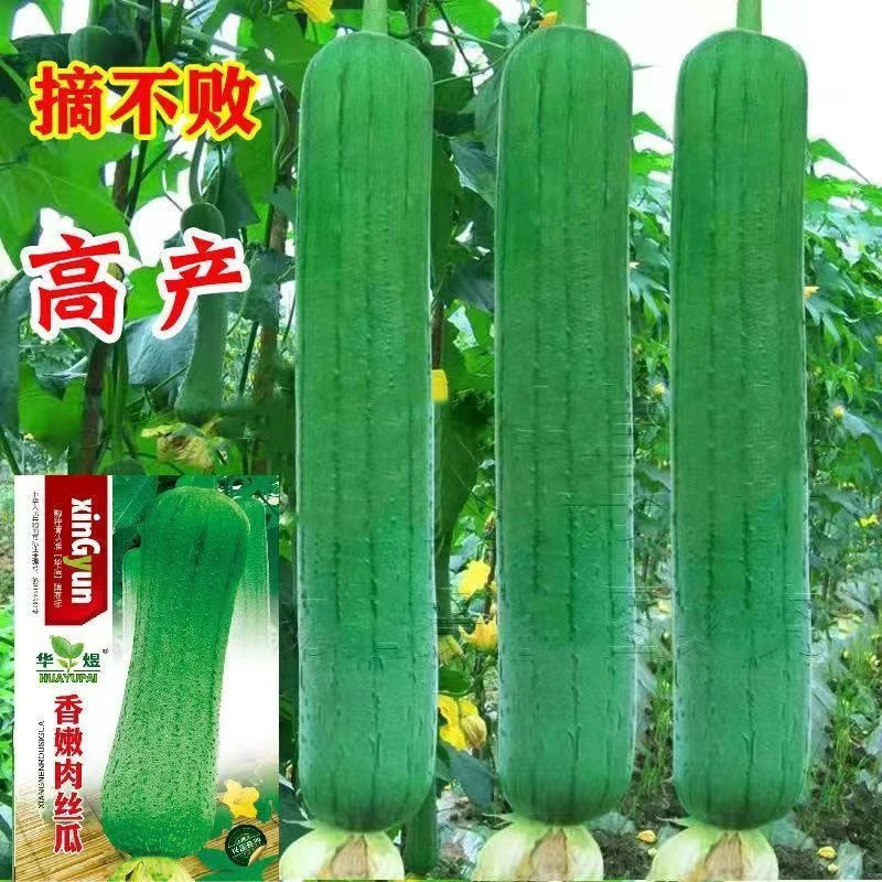 肉丝瓜种子高产早熟瓜种子四季香丝瓜当季阳台易活清香瓜果蔬菜籽